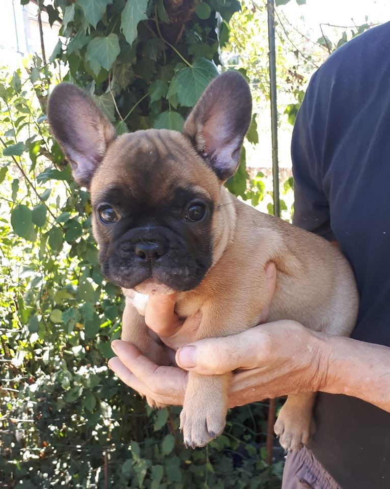 des Folies de Gargantua - Bouledogue français - Portée née le 23/05/2019